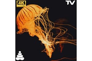 Relaxing Jellyfish: Ocean Screensaver for Focus, Sleep & Calm